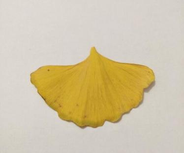 跳舞的小人树叶贴画