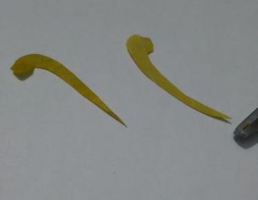 蝴蝶树叶粘贴画怎么做