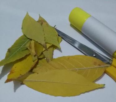 蝴蝶树叶粘贴画怎么做