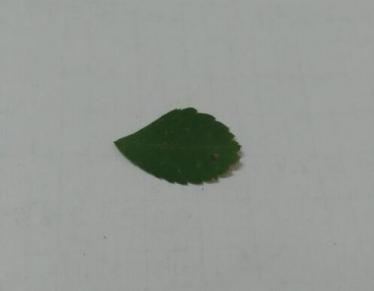 小老鼠树叶贴画制作方法