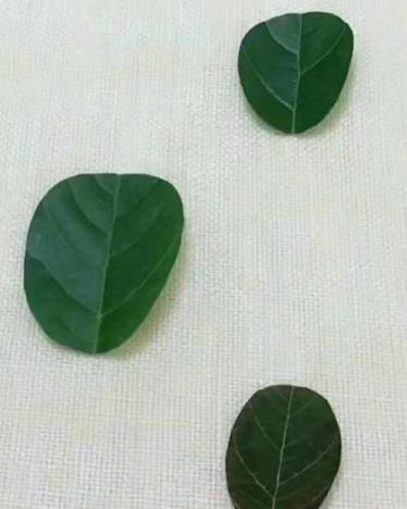 金鱼树叶贴画的制作步骤