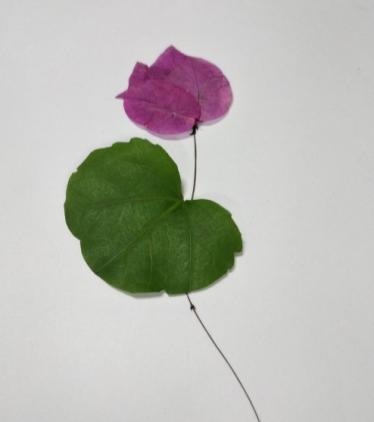 荷叶荷花树叶贴画的制作