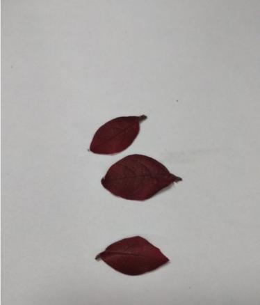 仙鹤的树叶贴画